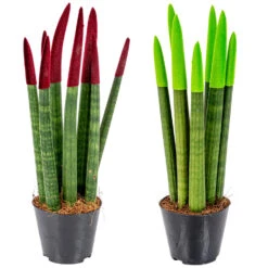 Sansevieria Velvet Touch - Vrouwentong 2x - Pot 9 Cm - ↕35 Cm