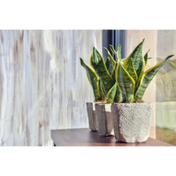 Sansevieria 'Suba' 2x - Pot 9 Cm - ↕35 Cm -Goedkope Planten winkel 1293707074 0103