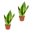 Sansevieria 'Suba' 2x - Pot 9 Cm - ↕35 Cm -Goedkope Planten winkel 1293707074