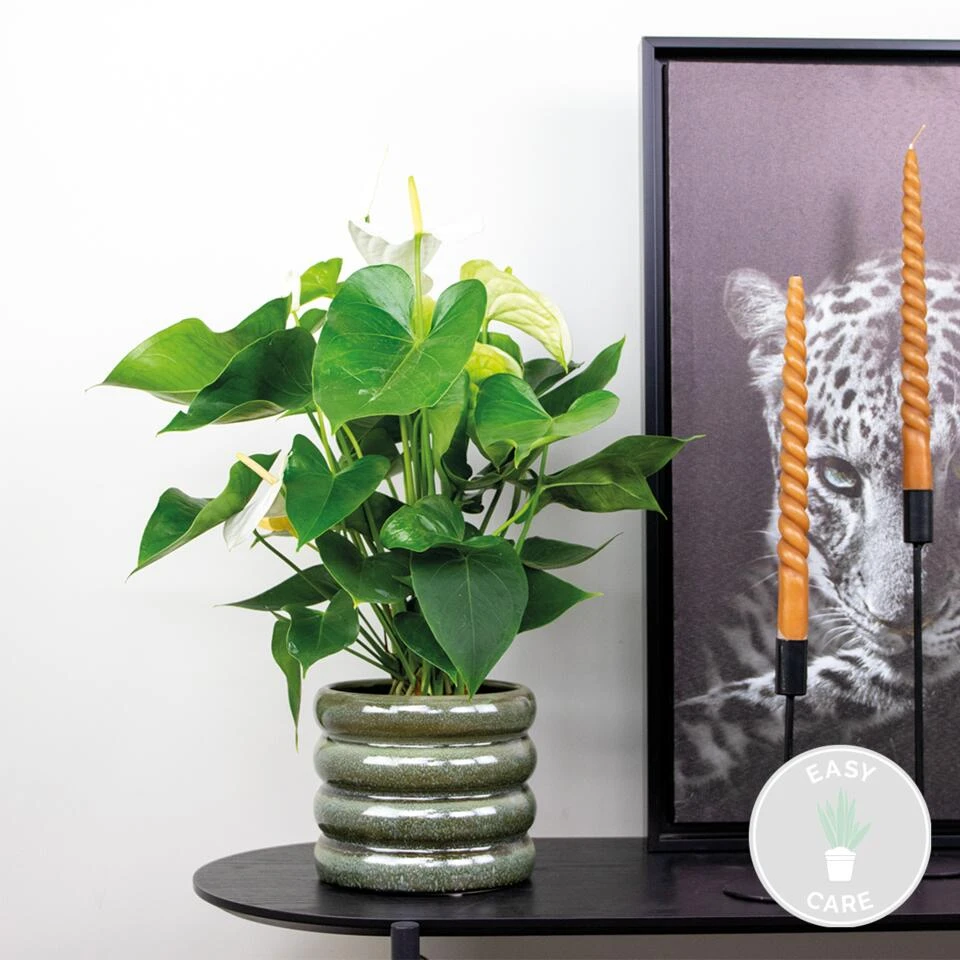 Anthurium 'Aristo' Wit – Flamingoplant - ⌀14 Cm - ↕45-55 Cm 2 Anthurium 'Aristo' Wit – Flamingoplant - ⌀14 Cm - ↕45-55 Cm - Afbeelding 2