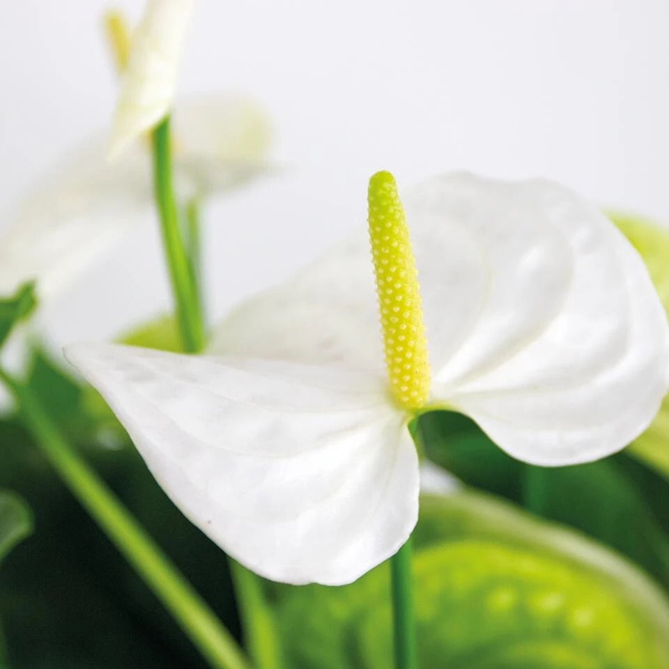 Anthurium 'Aristo' Wit – Flamingoplant - ⌀14 Cm - ↕45-55 Cm 3 Anthurium 'Aristo' Wit – Flamingoplant - ⌀14 Cm - ↕45-55 Cm - Afbeelding 3