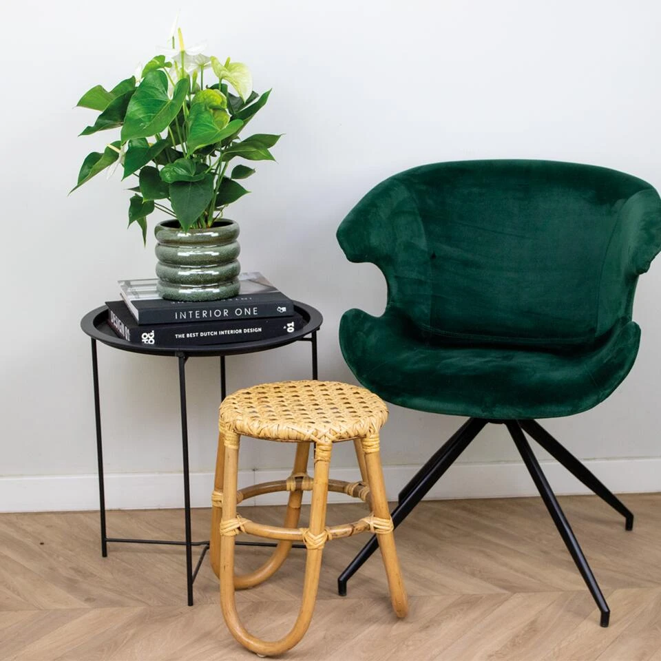 Anthurium 'Aristo' Wit – Flamingoplant - ⌀14 Cm - ↕45-55 Cm 4 Anthurium 'Aristo' Wit – Flamingoplant - ⌀14 Cm - ↕45-55 Cm - Afbeelding 4