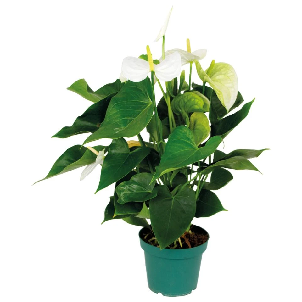 Anthurium 'Aristo' Wit – Flamingoplant - ⌀14 Cm - ↕45-55 Cm 1 Anthurium 'Aristo' Wit – Flamingoplant - ⌀14 Cm - ↕45-55 Cm