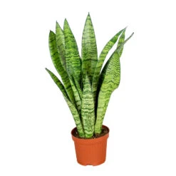 Sansevieria 'Zeylanica' - Pot 9 Cm - ↕35 Cm