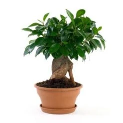 Bonsai Boompje - Ficus 'Ginseng' - Pot 12 Cm - Hoogte 35 Cm -Goedkope Planten winkel 1334949288 0101