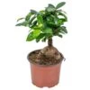 Bonsai Boompje - Ficus 'Ginseng' - Pot 12 Cm - Hoogte 35 Cm -Goedkope Planten winkel 1334949288