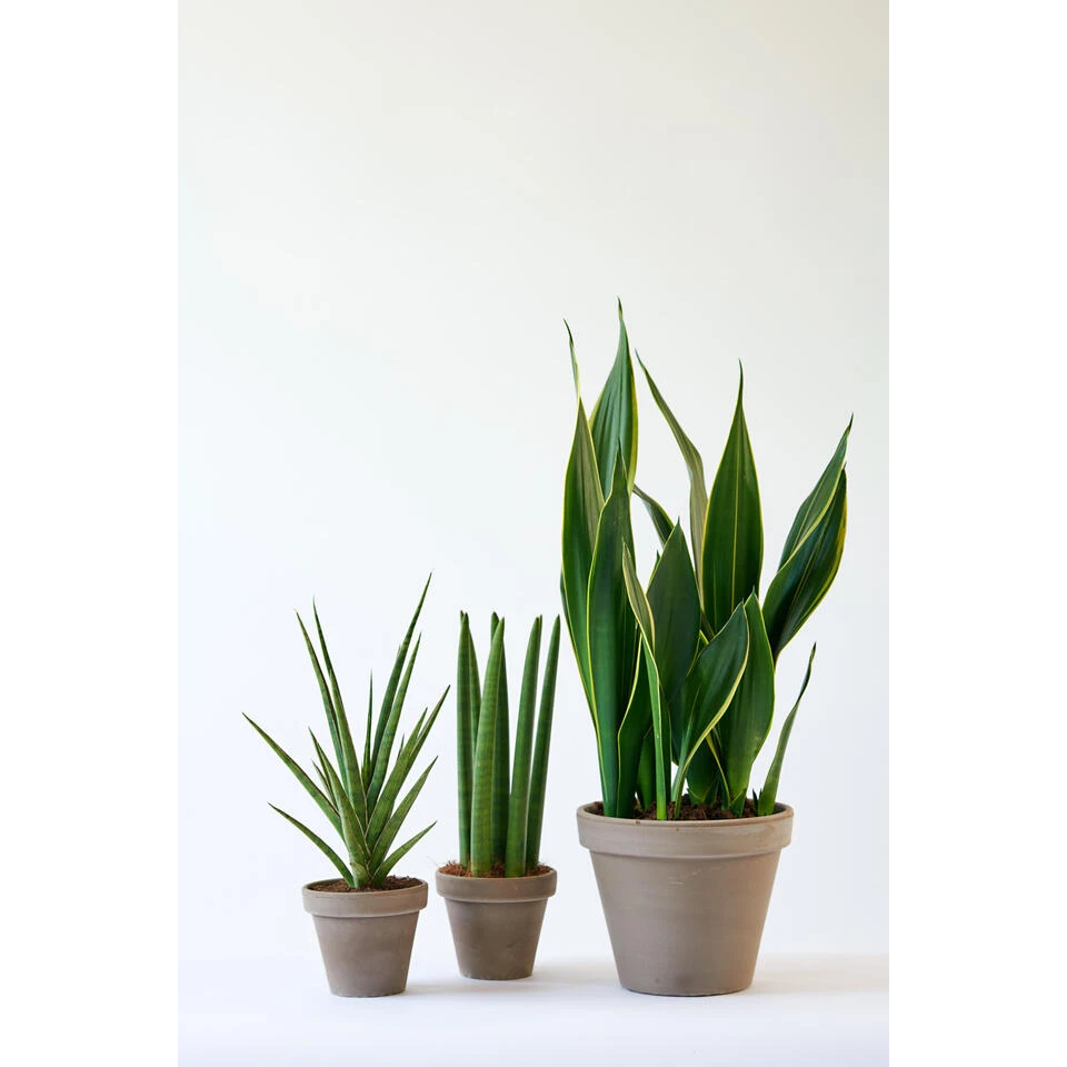 Sansevieria 'Black Coral' - Pot 12 Cm - ↕45 Cm 2 Sansevieria 'Black Coral' - Pot 12 Cm - ↕45 Cm - Afbeelding 2