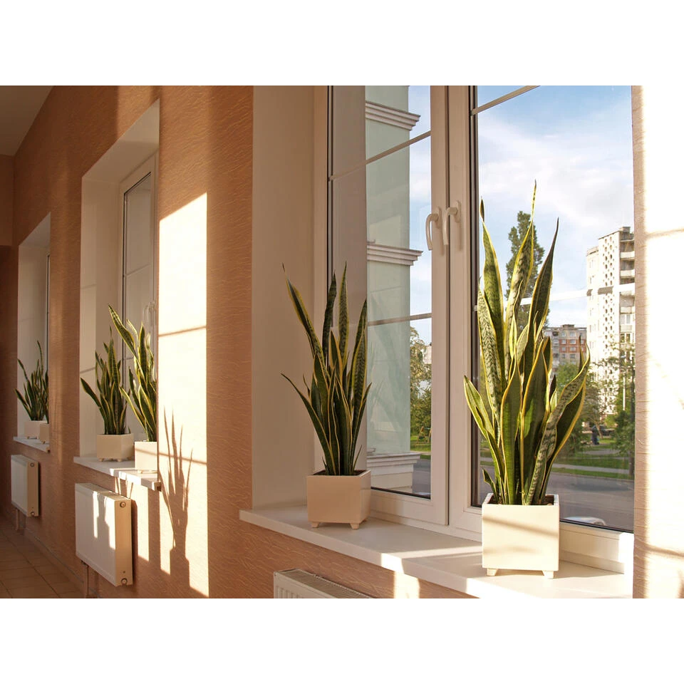 Sansevieria 'Black Coral' - Pot 12 Cm - ↕45 Cm 3 Sansevieria 'Black Coral' - Pot 12 Cm - ↕45 Cm - Afbeelding 3