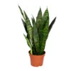 Sansevieria 'Black Coral' - Pot 12 Cm - ↕45 Cm -Goedkope Planten winkel 1340109551