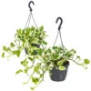 Scindapsus 'N-Joy' In Hangpot 2x -Pot 17 - ↕20 Cm -Goedkope Planten winkel 1361698441