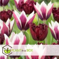 Tulipa Labrador - Bloembollen X10 - Tulp - Donkerpaars 6 Tulipa Labrador - Bloembollen X10 - Tulp - Donkerpaars -Goedkope Planten winkel 136f94bf4ed74feca84cd76213bf8275