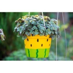 Schildpad Plant - Calissia Repens 3x - Pot 12 Cm - ↕20 Cm -Goedkope Planten winkel 1395773546 0101