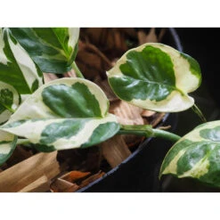 Scindapsus 'N-Joy' In Hangpot -Pot 17 Cm - ↕20 Cm -Goedkope Planten winkel 1422092902 0102