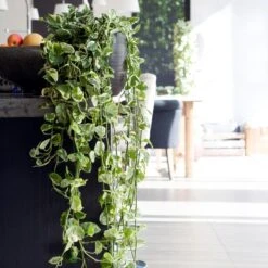 Scindapsus 'N-Joy' In Hangpot -Pot 17 Cm - ↕20 Cm -Goedkope Planten winkel 1422092902 0103