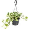 Scindapsus 'N-Joy' In Hangpot -Pot 17 Cm - ↕20 Cm -Goedkope Planten winkel 1422092902