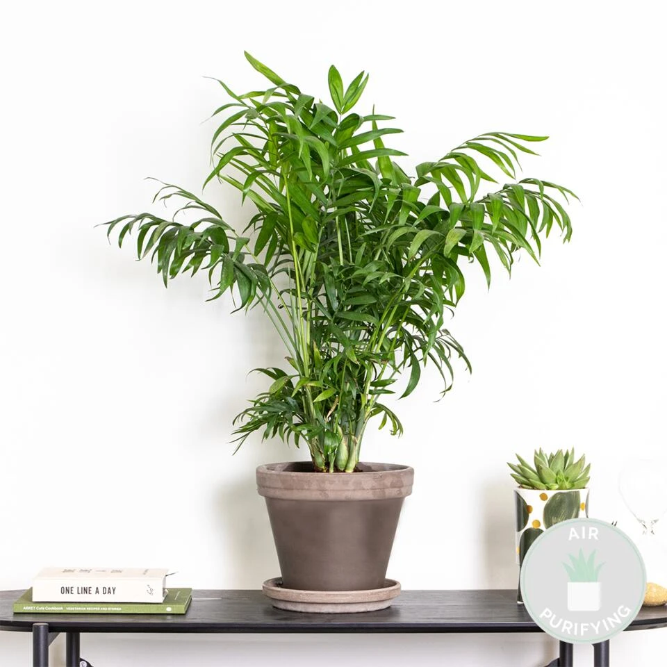 Chamaedorea Elegans – Mexicaanse Dwergpalm – ⌀18 Cm - ↕70-80 Cm 2 Chamaedorea Elegans – Mexicaanse Dwergpalm – ⌀18 Cm - ↕70-80 Cm - Afbeelding 2