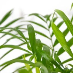 Chamaedorea Elegans – Mexicaanse Dwergpalm – ⌀18 Cm - ↕70-80 Cm 6 Chamaedorea Elegans – Mexicaanse Dwergpalm – ⌀18 Cm - ↕70-80 Cm -Goedkope Planten winkel 1431725668 0102