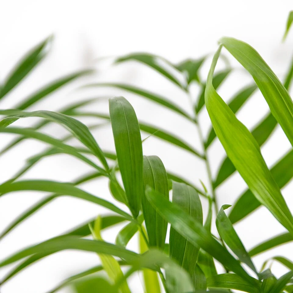 Chamaedorea Elegans – Mexicaanse Dwergpalm – ⌀18 Cm - ↕70-80 Cm 3 Chamaedorea Elegans – Mexicaanse Dwergpalm – ⌀18 Cm - ↕70-80 Cm - Afbeelding 3