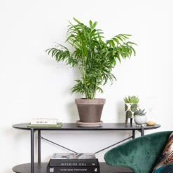 Chamaedorea Elegans – Mexicaanse Dwergpalm – ⌀18 Cm - ↕70-80 Cm 7 Chamaedorea Elegans – Mexicaanse Dwergpalm – ⌀18 Cm - ↕70-80 Cm -Goedkope Planten winkel 1431725668 0103