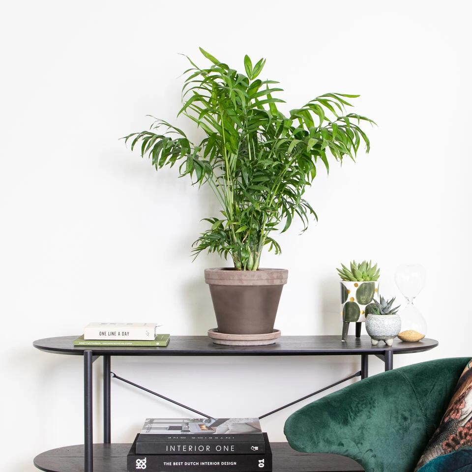 Chamaedorea Elegans – Mexicaanse Dwergpalm – ⌀18 Cm - ↕70-80 Cm 4 Chamaedorea Elegans – Mexicaanse Dwergpalm – ⌀18 Cm - ↕70-80 Cm - Afbeelding 4