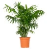 Chamaedorea Elegans – Mexicaanse Dwergpalm – ⌀18 Cm - ↕70-80 Cm -Goedkope Planten winkel 1431725668