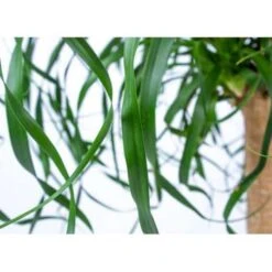 Beaucarnea 'Recurvata' - Olifantspoot - Pot 24 Cm - ↕85 Cm -Goedkope Planten winkel 1445654421 0102