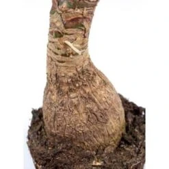 Beaucarnea 'Recurvata' - Olifantspoot - Pot 24 Cm - ↕85 Cm -Goedkope Planten winkel 1445654421 0103