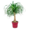 Beaucarnea 'Recurvata' - Olifantspoot - Pot 24 Cm - ↕85 Cm -Goedkope Planten winkel 1445654421