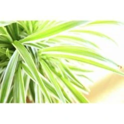 Graslelie In Hangpot - Chlorophytum Variegatum - Pot 18 - ↕45 Cm 6 Graslelie In Hangpot - Chlorophytum Variegatum - Pot 18 - ↕45 Cm -Goedkope Planten winkel 1456794968 0102