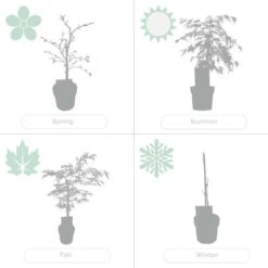 Acer Palmatum 'Dissectum'- Japanse Esdoorn - ⌀19 Cm - ↕60-70 Cm -Goedkope Planten winkel 1459518424 0104