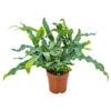 Blauwvaren - Phlebodium - Luchtzuiverende Pot 12 Cm - â30 Cm 9 Blauwvaren - Phlebodium - Luchtzuiverende Pot 12 Cm - â30 Cm -Goedkope Planten winkel 1462919798