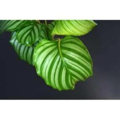 Calathea Orbifolia - Pauwenplant - ⌀14 Cm - ↕40-45 Cm -Goedkope Planten winkel 1475247785 0101