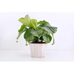 Calathea Orbifolia - Pauwenplant - ⌀14 Cm - ↕40-45 Cm -Goedkope Planten winkel 1475247785 0102