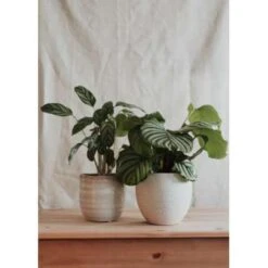 Calathea Orbifolia - Pauwenplant - ⌀14 Cm - ↕40-45 Cm -Goedkope Planten winkel 1475247785 0103