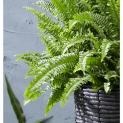 Goedkope Planten winkel -Goedkope Planten winkel 1482686567 0101