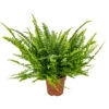 Krulvaren - Nephrolepis - Luchtzuiverende Pot 12 Cm - ↕40 Cm -Goedkope Planten winkel 1482686567