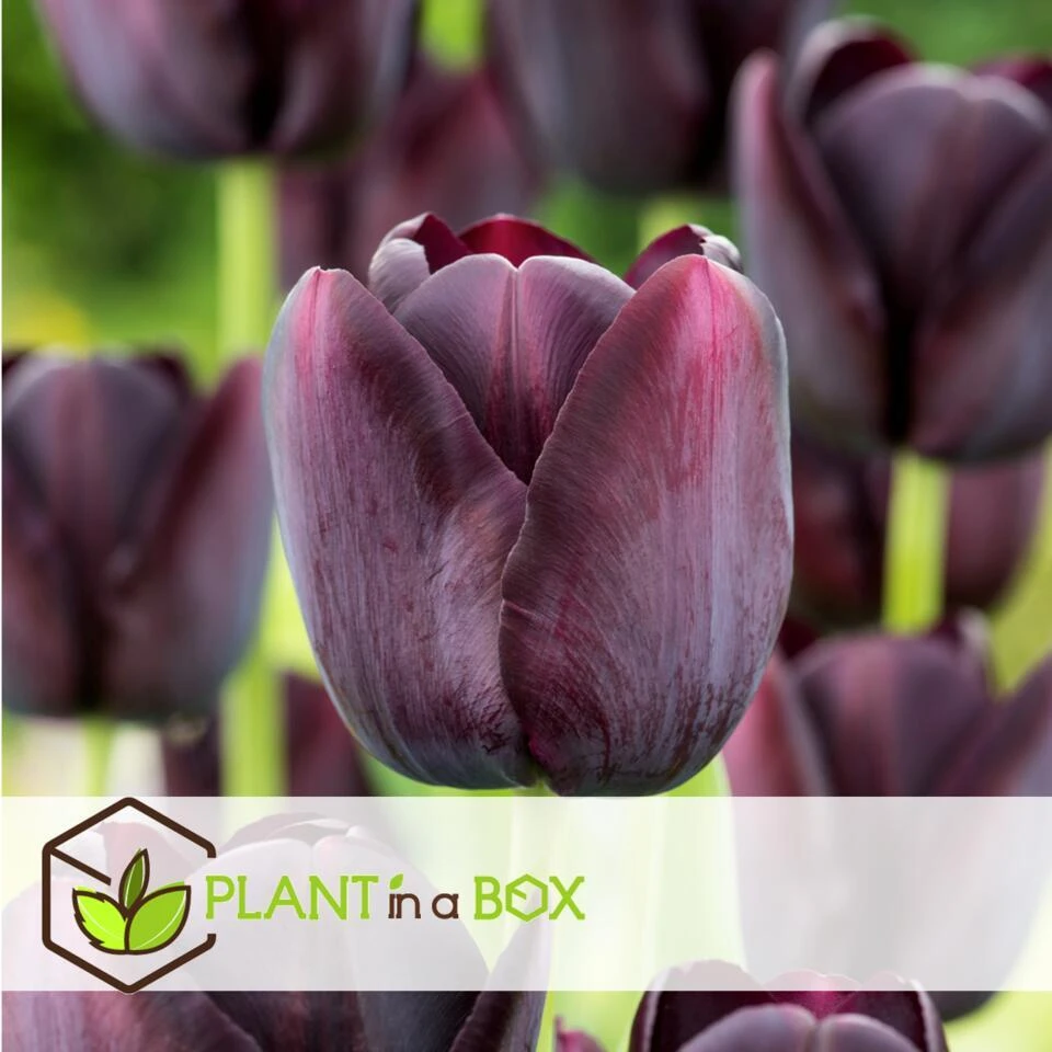 Tulipa Queen Of The Night X40 - Zwarte Tulp - Bloembollen - Winterhard 2 Tulipa Queen Of The Night X40 - Zwarte Tulp - Bloembollen - Winterhard - Afbeelding 2
