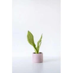 Sansevieria 'Moonshine' - Pot 17 Cm - ↕50 Cm -Goedkope Planten winkel 1503163945 0102