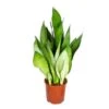 Sansevieria 'Moonshine' - Pot 17 Cm - β50 Cm 4 Sansevieria 'Moonshine' - Pot 17 Cm - β50 Cm -Goedkope Planten winkel 1503163945