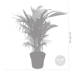 2x Binnenpalmen Mix – Dypsis-Chamaedorea – ⌀12 Cm - ↕20-45 Cm -Goedkope Planten winkel 1516418277 0102