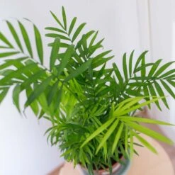 2x Binnenpalmen Mix – Dypsis-Chamaedorea – ⌀12 Cm - ↕20-45 Cm -Goedkope Planten winkel 1516418277 0103