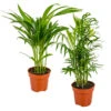 2x Binnenpalmen Mix – Dypsis-Chamaedorea – ⌀12 Cm - ↕20-45 Cm