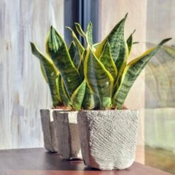 Sansevieria 'Suba' - Pot 12 Cm - ↕45 Cm -Goedkope Planten winkel 1530376370 0102