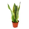 Sansevieria 'Suba' - Pot 12 Cm - ↕45 Cm -Goedkope Planten winkel 1530376370
