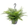 Asplenium Parvati – Krulvaren – Luchtzuiverend – ⌀17 Cm - ↕30-40 Cm -Goedkope Planten winkel 1532326377