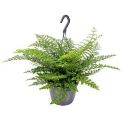Asplenium Parvati – Krulvaren – Luchtzuiverend – ⌀17 Cm - ↕30-40 Cm