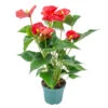 Anthurium 'Aristo' Roodβ Flamingoplant - β12 Cm - β30-40 Cm 9 Anthurium 'Aristo' Roodβ Flamingoplant - β12 Cm - β30-40 Cm -Goedkope Planten winkel 1534837505