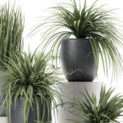 Graslelie - Chlorophytum 'Hawaiian' - Pot 12 Cm - ↕25 Cm -Goedkope Planten winkel 1545282229 0103