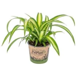 Graslelie - Chlorophytum 'Hawaiian' - Pot 12 Cm - ↕25 Cm