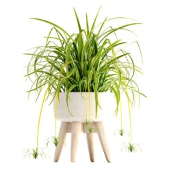 3x Graslelie Mix – Graslelie – ⌀12 Cm - ↕20-25 Cm -Goedkope Planten winkel 1560737714 0102